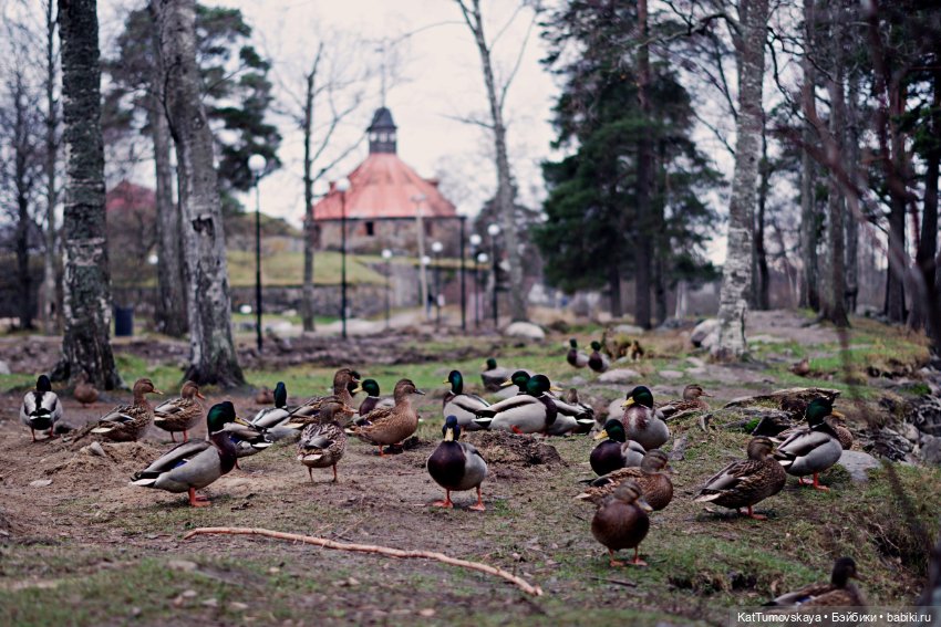 Ноябрь в старой крепости — Разные шарнирные куклы (не БЖД): редкие
