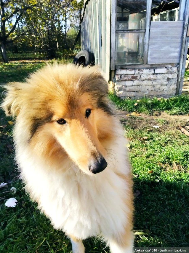 Просто Маня🐶 — Болталка и разговоры обо всем: жизнь