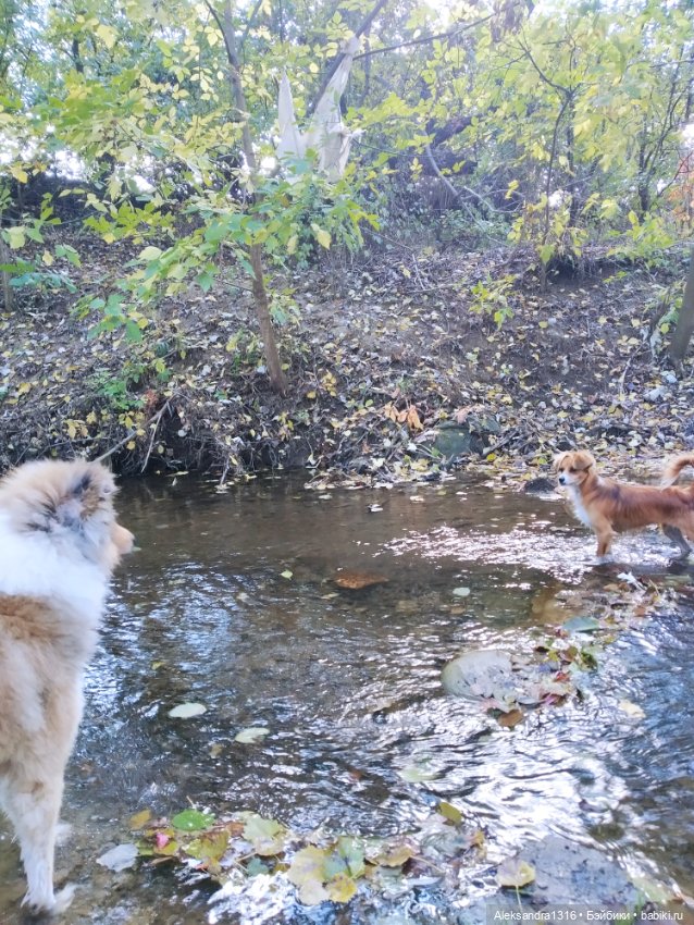 Просто Маня🐶 — Болталка и разговоры обо всем: жизнь
