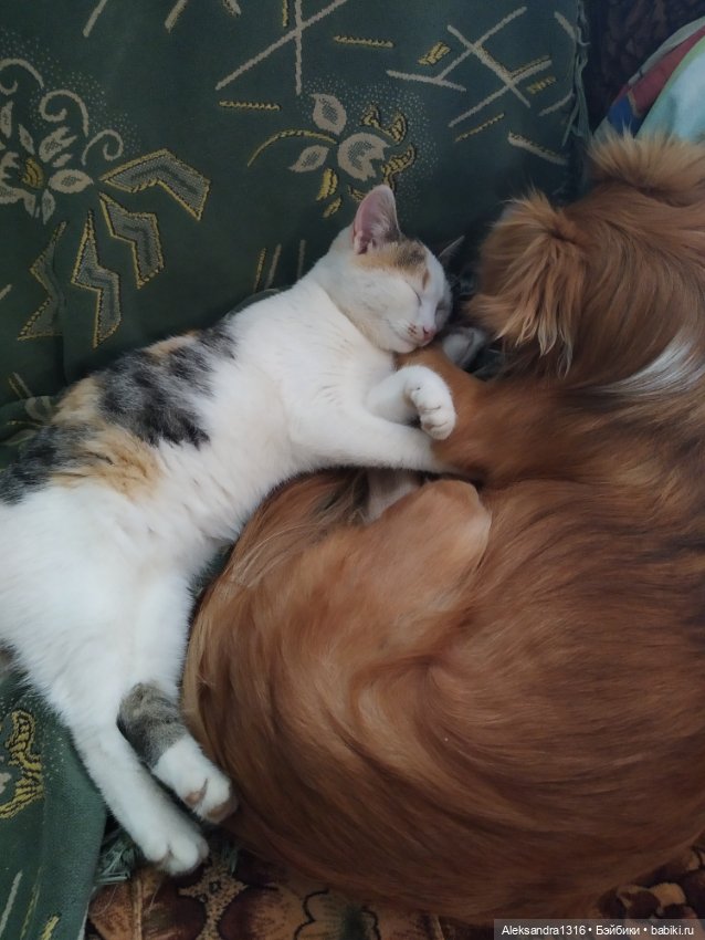 Просто Маня🐶 — Болталка и разговоры обо всем: жизнь