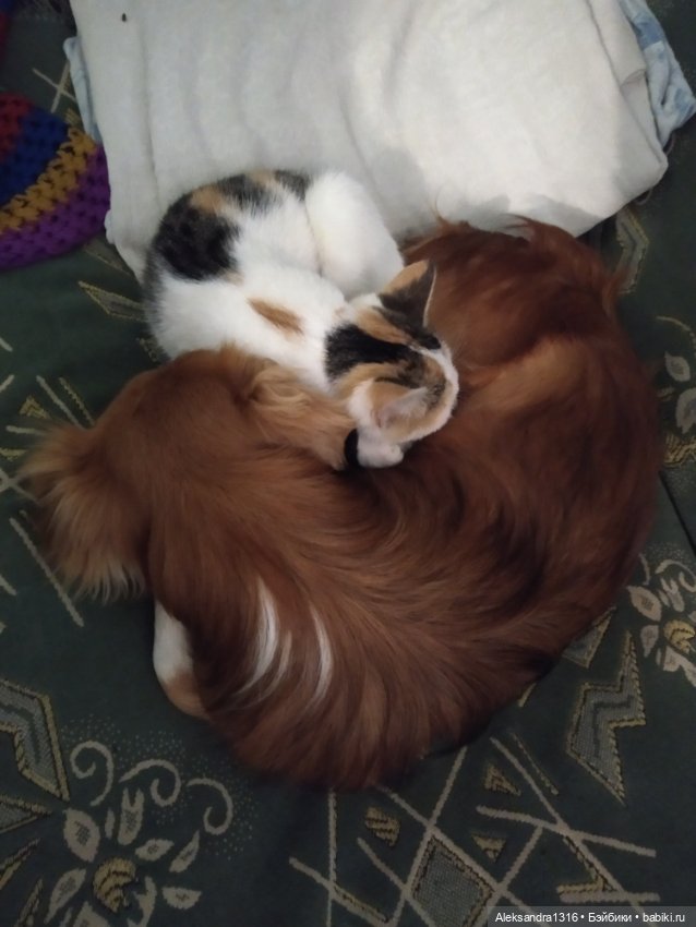 Просто Маня🐶 — Болталка и разговоры обо всем: жизнь