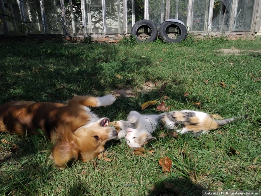 Просто Маня🐶 — Болталка и разговоры обо всем: жизнь (фото 9)