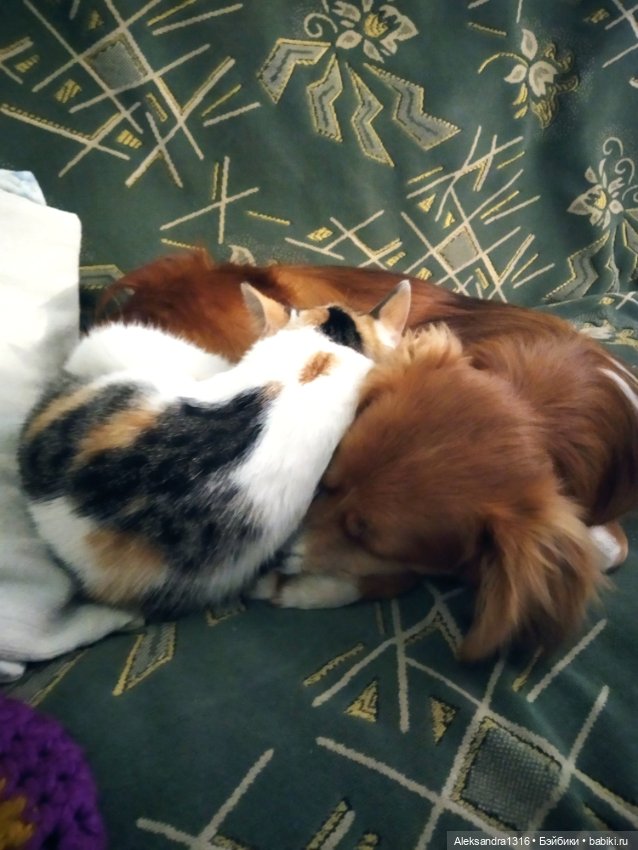 Просто Маня🐶 — Болталка и разговоры обо всем: жизнь