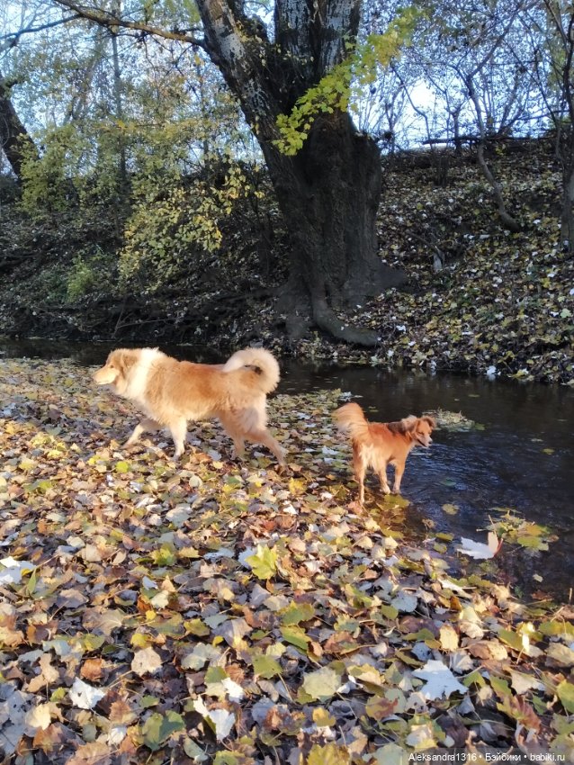 Просто Маня🐶 — Болталка и разговоры обо всем: жизнь