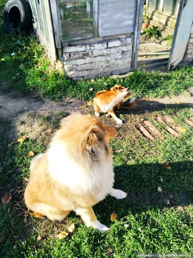 Просто Маня🐶 — Болталка и разговоры обо всем: жизнь