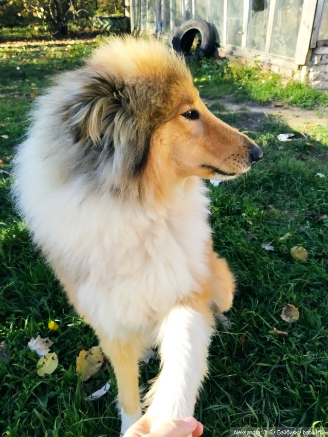 Просто Маня🐶 — Болталка и разговоры обо всем: жизнь