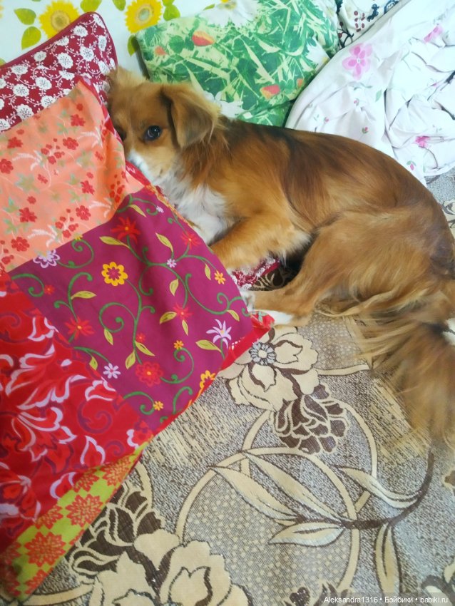 Просто Маня🐶 — Болталка и разговоры обо всем: жизнь