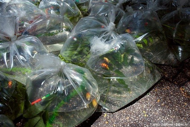 Инсталляция под названием "Карманная река" от Luzinterruptus (фото 3)