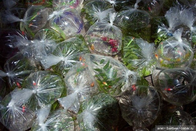 Инсталляция под названием "Карманная река" от Luzinterruptus (фото 4)