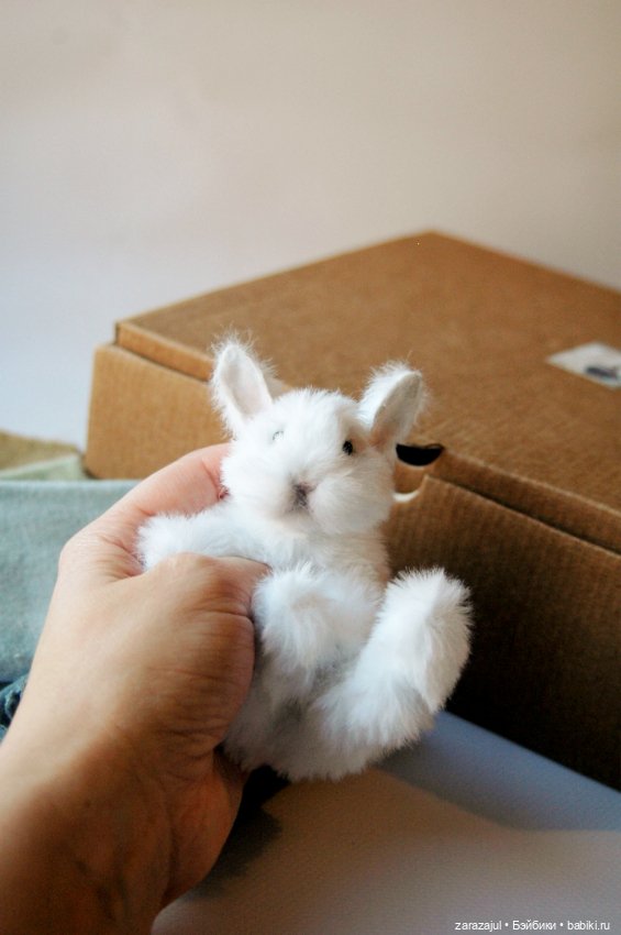 Маленький пушистик. Работаем (фото 3)