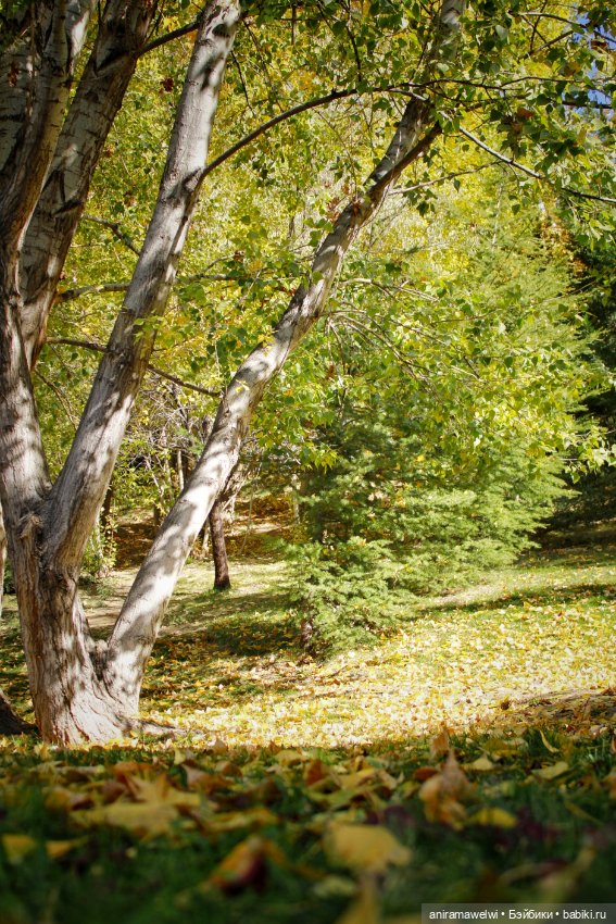 Осень — Куклы Barbie (Барби): Looks