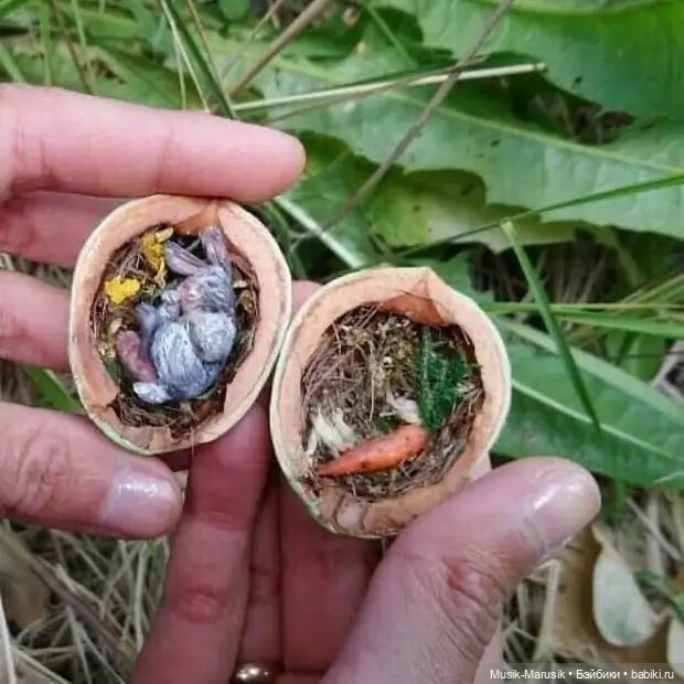 Потрясающие миниатюры в скорлупе грецкого ореха от Марии Чиковой