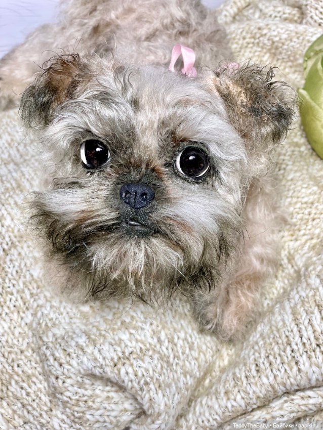Элька 🐾🐶 — Реалистичные игрушки и звери (Натюр): собаки