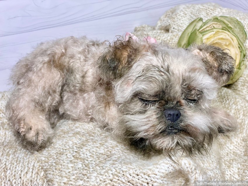 Элька 🐾🐶 — Реалистичные игрушки и звери (Натюр): собаки