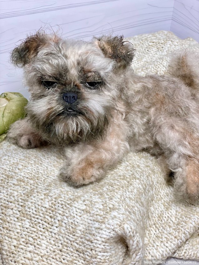 Элька 🐾🐶 — Реалистичные игрушки и звери (Натюр): собаки (фото 10)