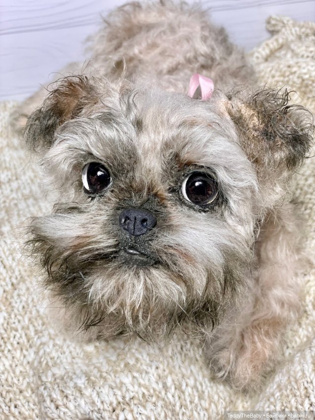 Элька 🐾🐶 — Реалистичные игрушки и звери (Натюр): собаки