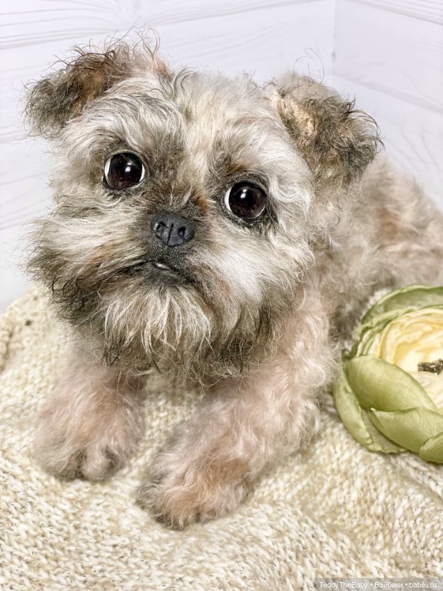 Элька 🐾🐶 — Реалистичные игрушки и звери (Натюр): собаки (фото 5)