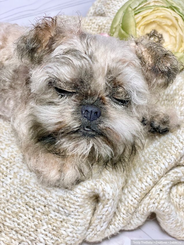Элька 🐾🐶 — Реалистичные игрушки и звери (Натюр): собаки