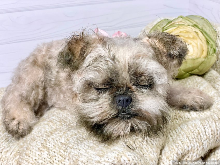 Элька 🐾🐶 — Реалистичные игрушки и звери (Натюр): собаки
