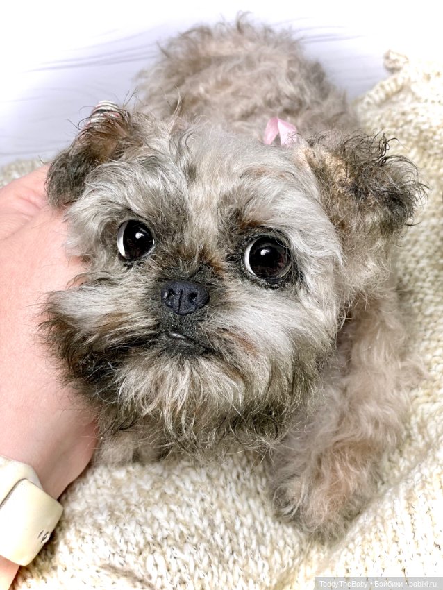 Элька 🐾🐶 — Реалистичные игрушки и звери (Натюр): собаки
