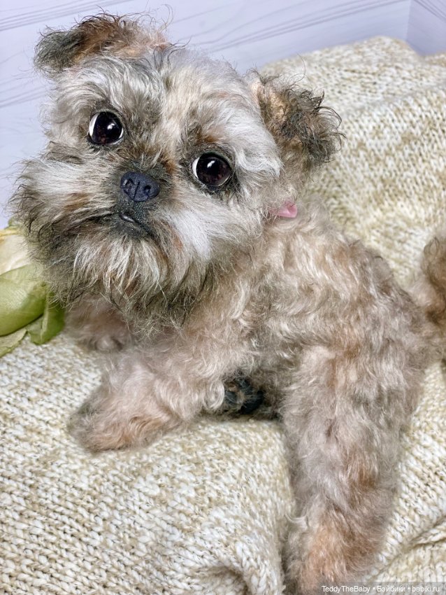 Элька 🐾🐶 — Реалистичные игрушки и звери (Натюр): собаки (фото 9)