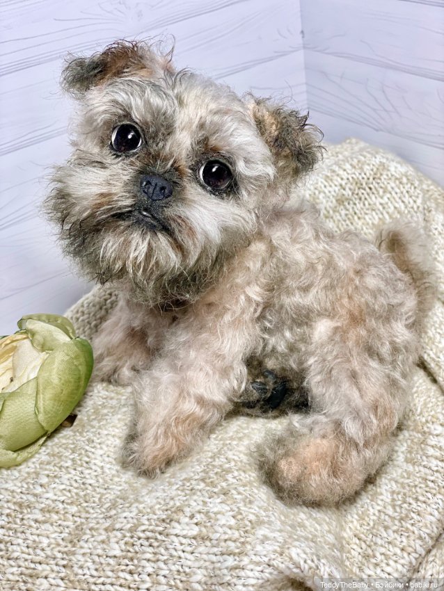 Элька 🐾🐶 — Реалистичные игрушки и звери (Натюр): собаки (фото 8)