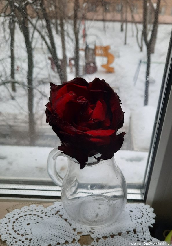 Бордовой розы бархатный наряд🥀❄️
