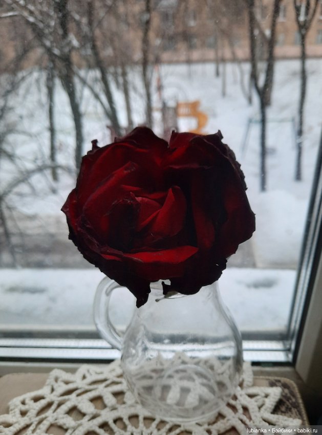 Бордовой розы бархатный наряд🥀❄️ (фото 7)