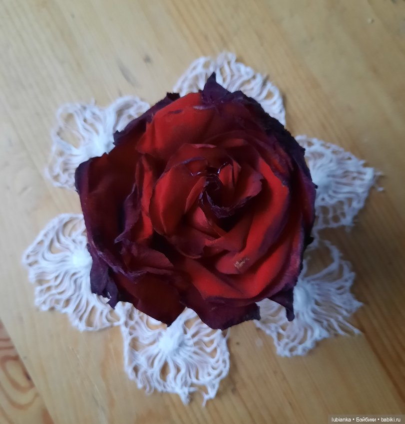 Бордовой розы бархатный наряд🥀❄️