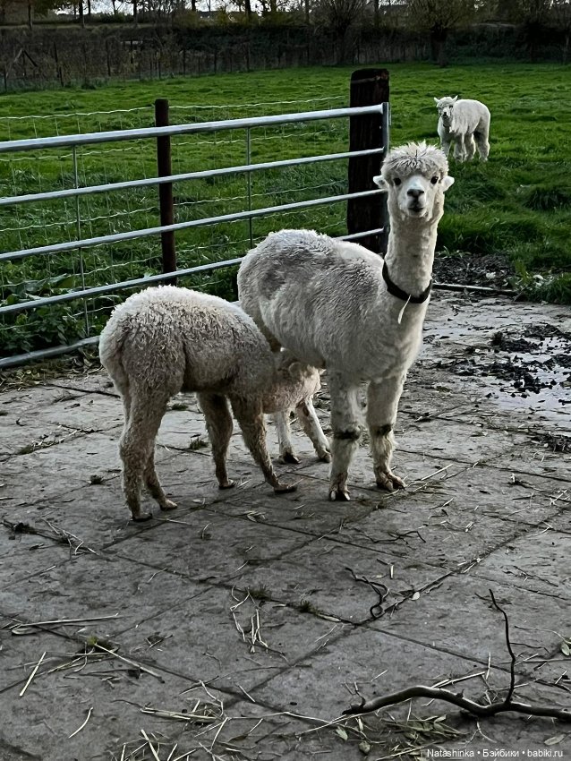 Fashion Dolls 440 — Туризм и путешествия: фотоотчеты из поездок (фото 10)