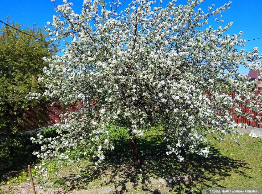 Румбокс дерево. Realpuki. 188