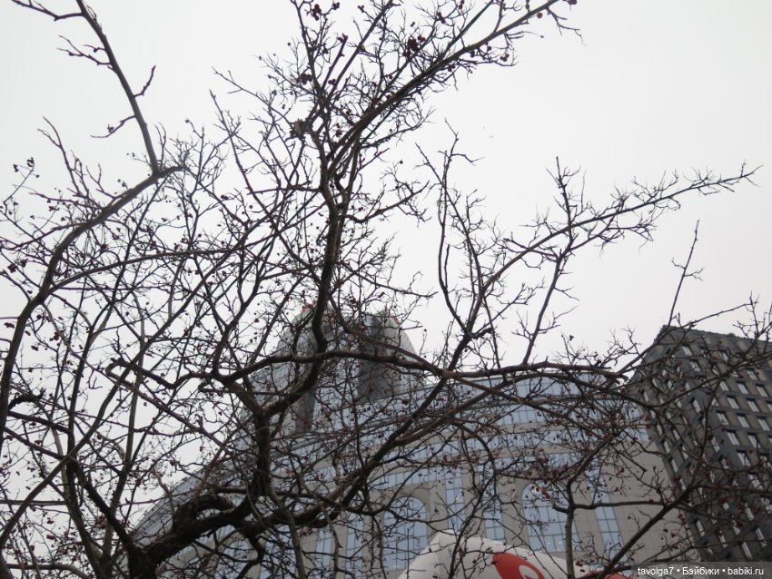 Кира-Кандис "Умница" и зима снова