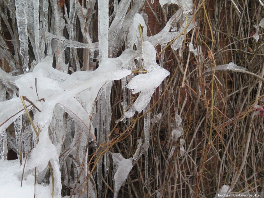 Кира-Кандис "Умница" и зима снова