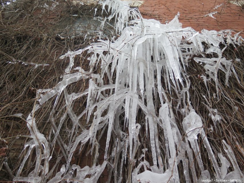 Кира-Кандис "Умница" и зима снова