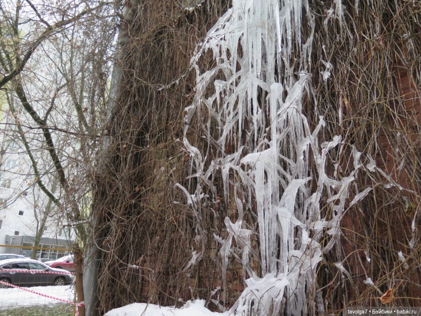 Кира-Кандис "Умница" и зима снова