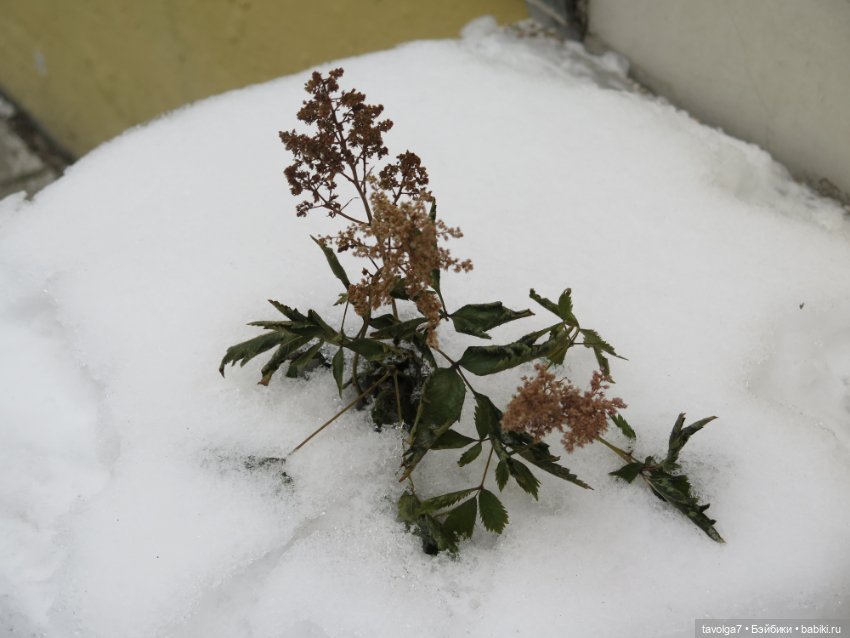 Кира-Кандис "Умница" и зима снова