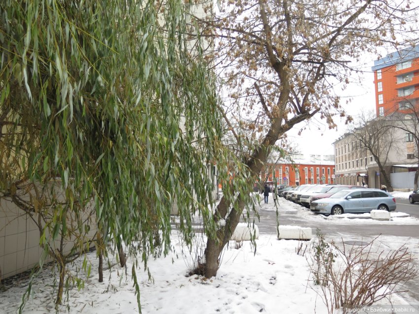 Кира-Кандис "Умница" и зима снова (фото 9)