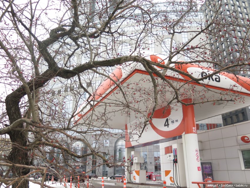 Кира-Кандис "Умница" и зима снова (фото 10)