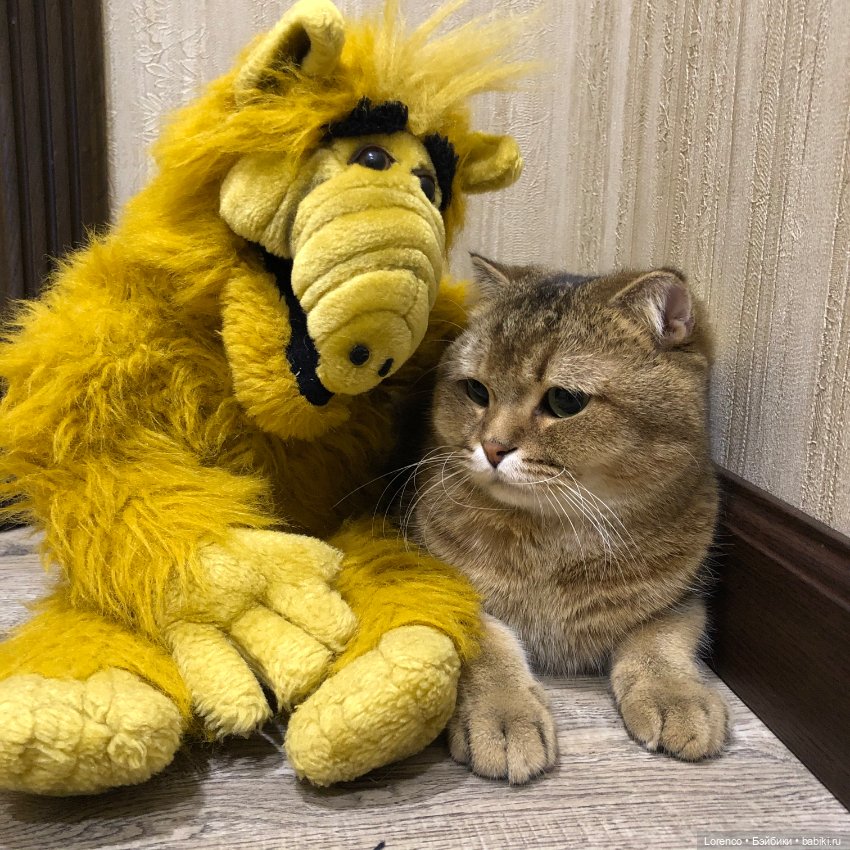 Инопланетная форма жизни ALF