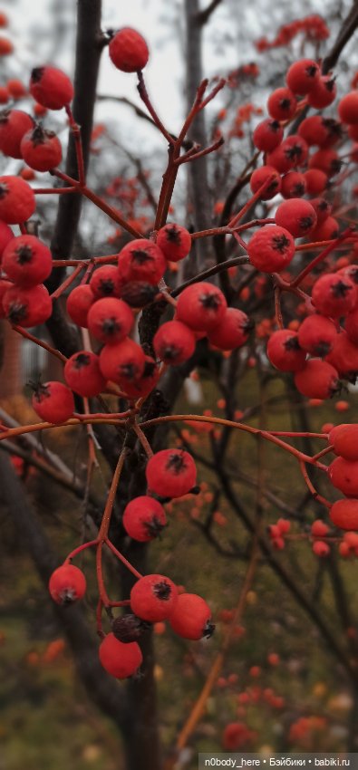 Ноябрь горит — Азиатские виниловые куклы (разное): Китай (фото 4)