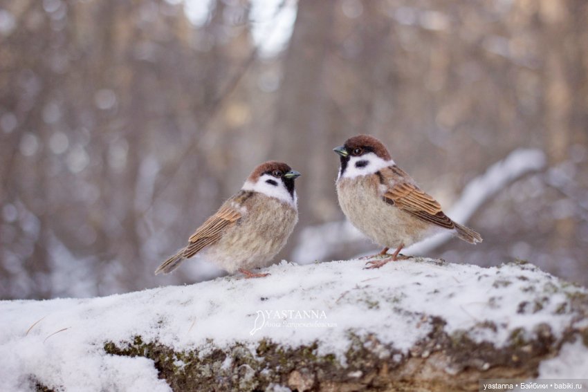 Птички — Валяные игрушки из шерсти: сухое валяние