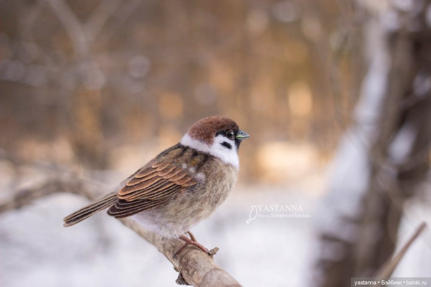 Птички — Валяные игрушки из шерсти: сухое валяние
