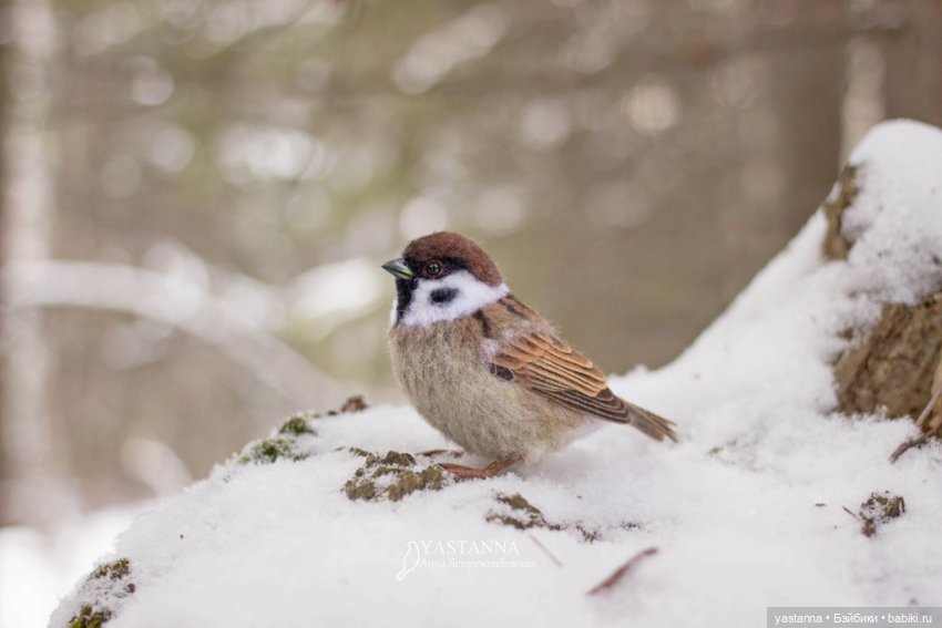 Птички — Валяные игрушки из шерсти: сухое валяние
