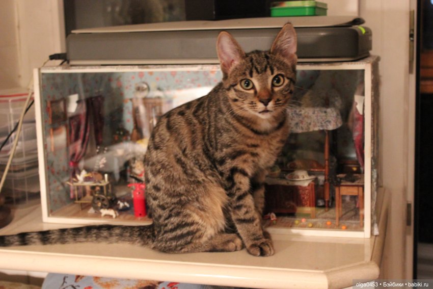 Куклы и коты или всемирный день домашних животных