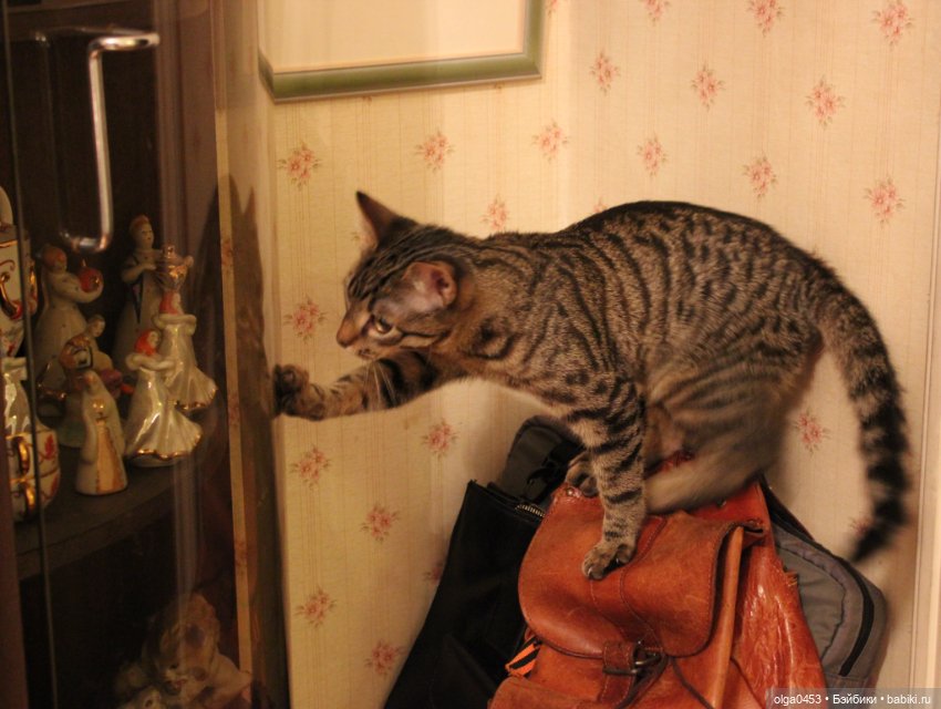 Куклы и коты или всемирный день домашних животных