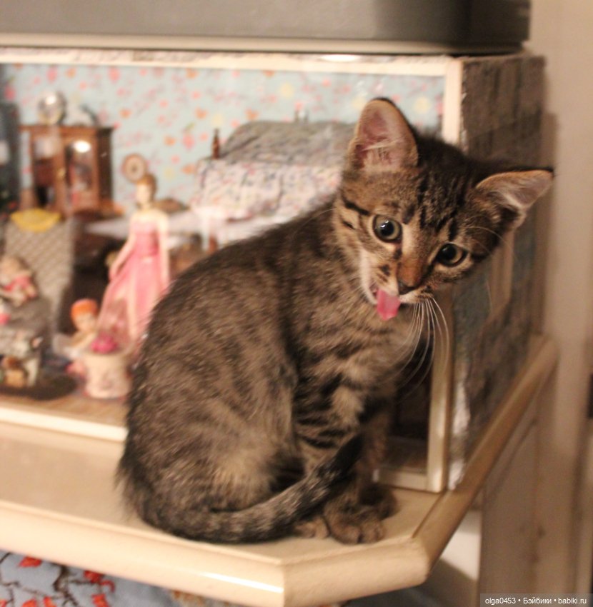 Куклы и коты или всемирный день домашних животных (фото 5)