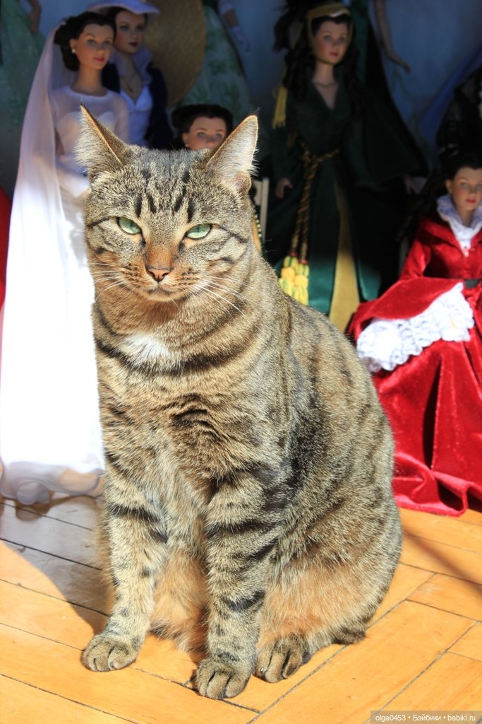 Куклы и коты или всемирный день домашних животных