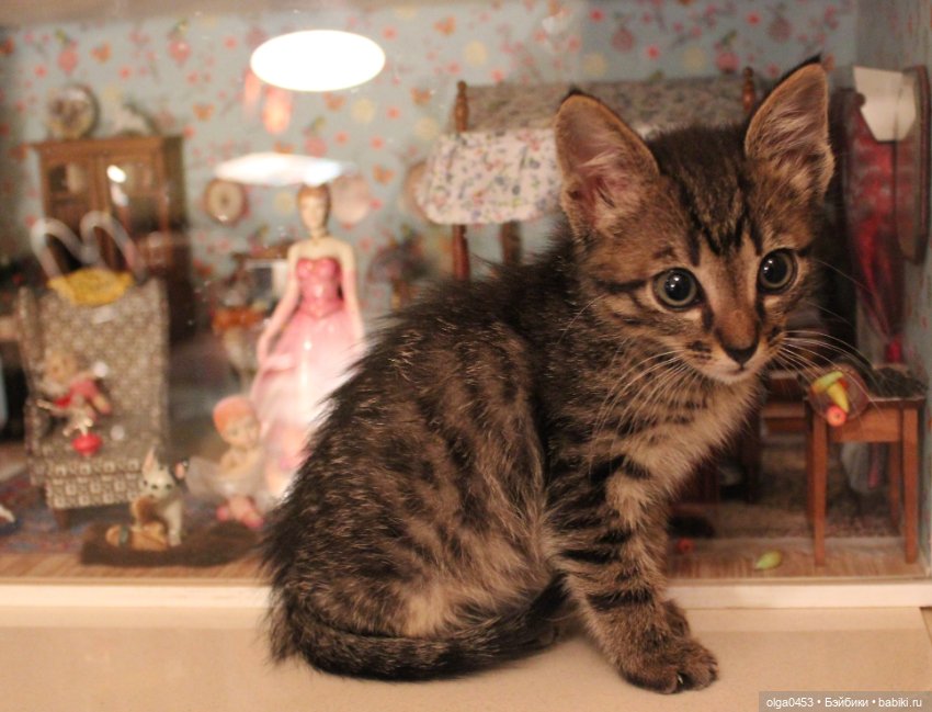 Куклы и коты или всемирный день домашних животных