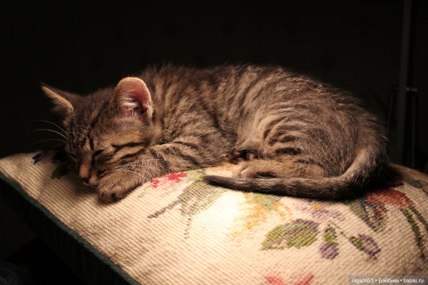 Куклы и коты или всемирный день домашних животных (фото 3)