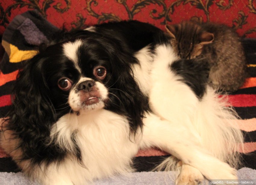 Куклы и коты или всемирный день домашних животных (фото 2)